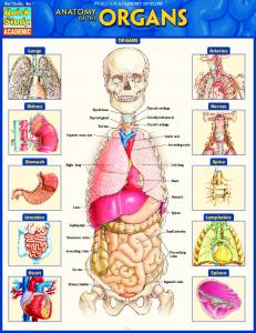 Anatomy of the Organs