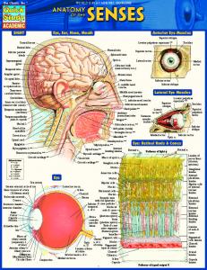 Anatomy Of The Senses