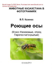 Роющие осы (Тип Членистоногие, класс Насекомые). Серия «Животные Казахстана в фотографиях»